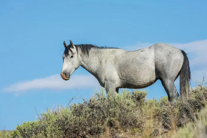 Framed Print : Wild mustang stallion. USA, Colorado Framed Print : Wild mustang stallion. USA, Colorado