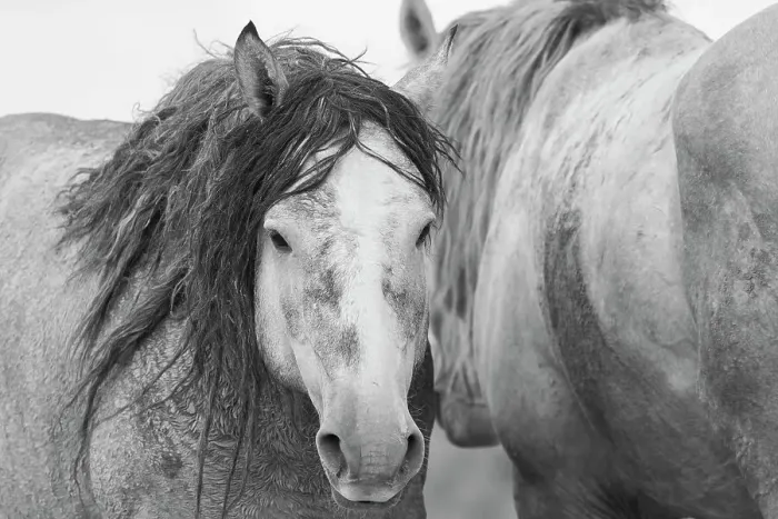 Framed Print : Wild mustang stallions