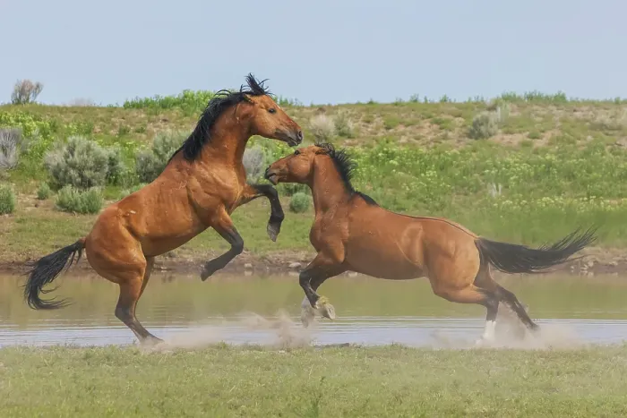 Framed Print : Wild mustang stallions battle as their bands come together at a water hole