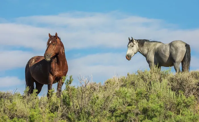Framed Print : Wild mustang stallions. USA, Colorado