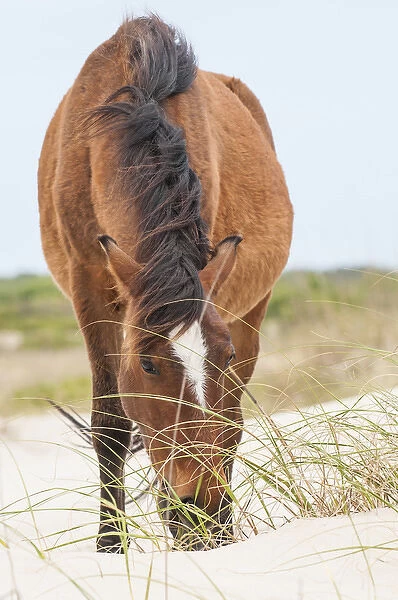 Wild mustangs or banker horses (Equus ferus caballus) in Currituck National Wildlife Refuge