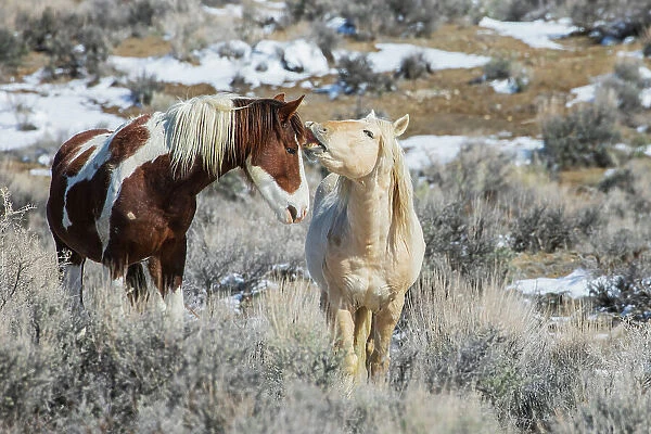 Wild mustangs, horse language, Sand Wash Basin, Colorado, USA