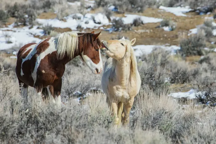 Framed Print : Wild mustangs, horse language, Sand Wash Basin, Colorado, USA