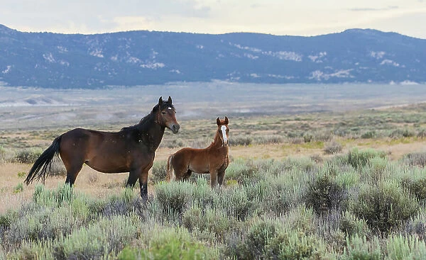 Wild mustangs, mare and colt. USA, Colorado