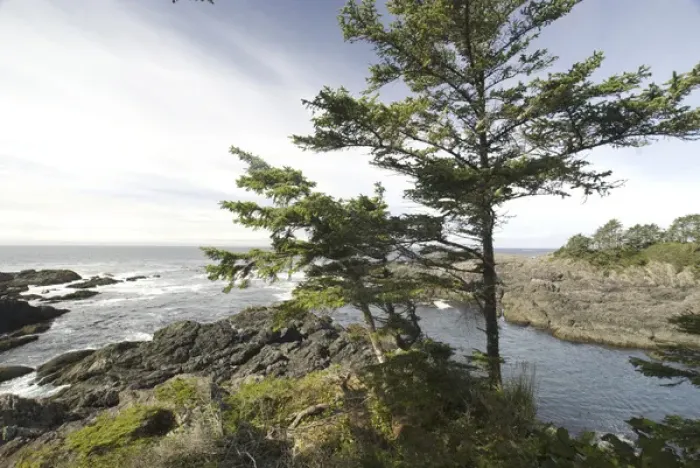 Framed Print : Along the Wild Pacific Trail, Pacific Rim National Park Reserve, Ucluelet, British Columbia