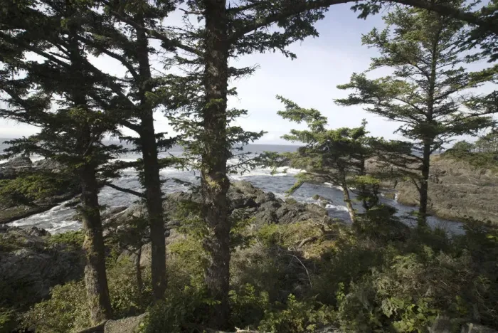 Framed Print : Along the Wild Pacific Trail, Pacific Rim National Park Reserve, Ucluelet, British Columbia