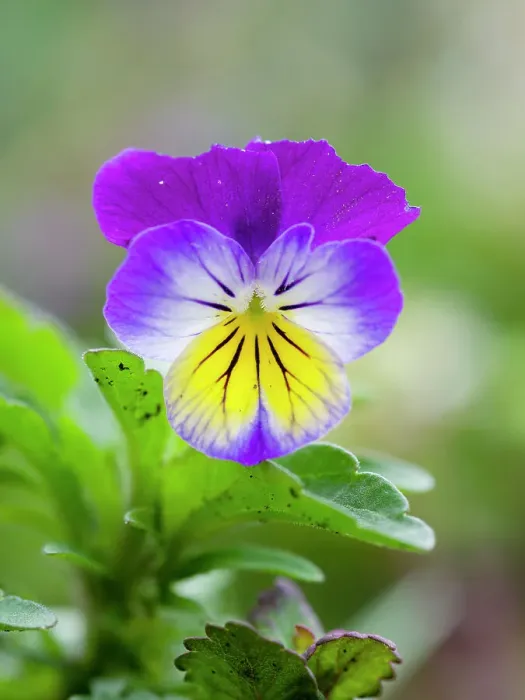 Framed Print : Wild pansy. Germany Framed Print : Wild pansy. Germany