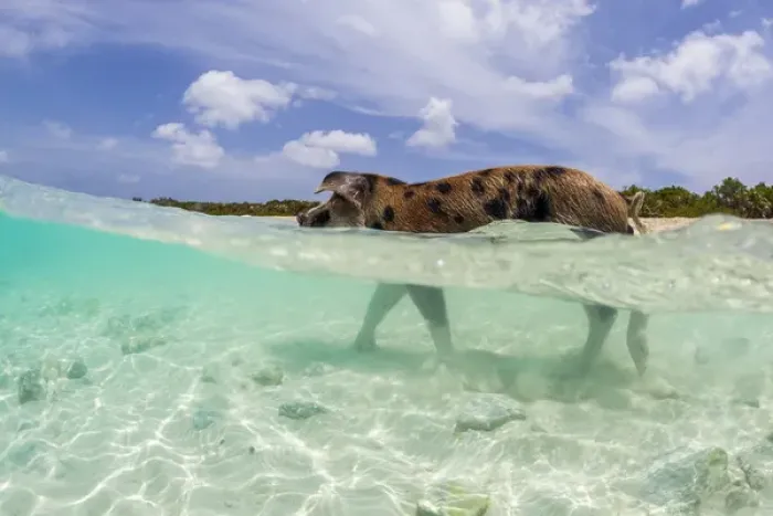 Framed Print : A wild pig walks in the clear blue waters off Big Majors Cay near Staniel Cay