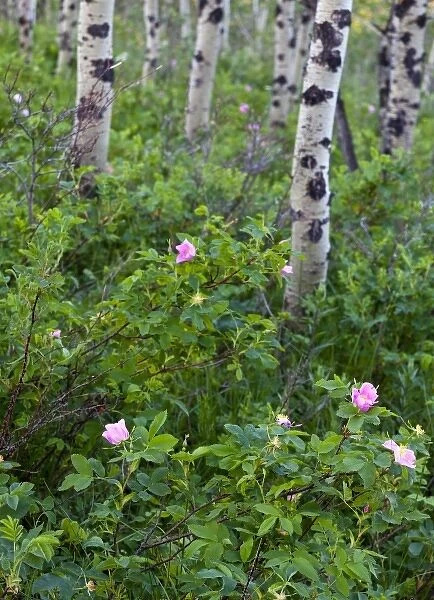 Wild rose wildflowers in aspen grove in Glacier National Park, Montana, USA