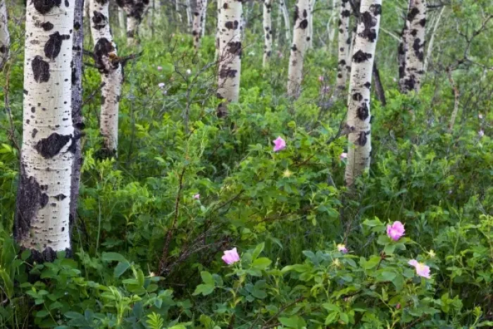 Framed Print : Wild rose wildflowers in aspen grove in Glacier National Park, Montana, USA Framed Print : Wild rose wildflowers in aspen grove in Glacier National Park, Montana, USA