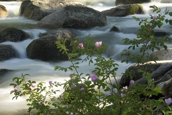 Wild roses along the bank of Slough Creek in Yellowstone National Park, Wyoming