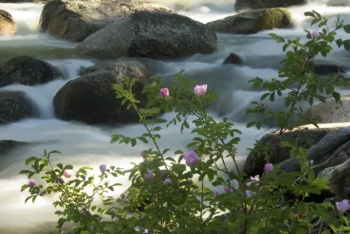 Framed Print : Wild roses along the bank of Slough Creek in Yellowstone National Park, Wyoming