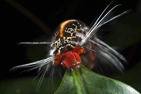 Wild Silk Moth Caterpillar (Saturniidae), Yasuni National Park, Amazon Rainforest, ECUADOR
