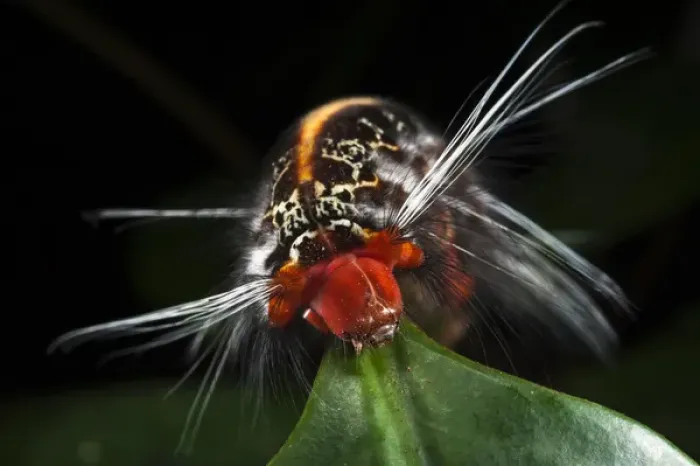 Framed Print : Wild Silk Moth Caterpillar (Saturniidae), Yasuni National Park, Amazon Rainforest, ECUADOR