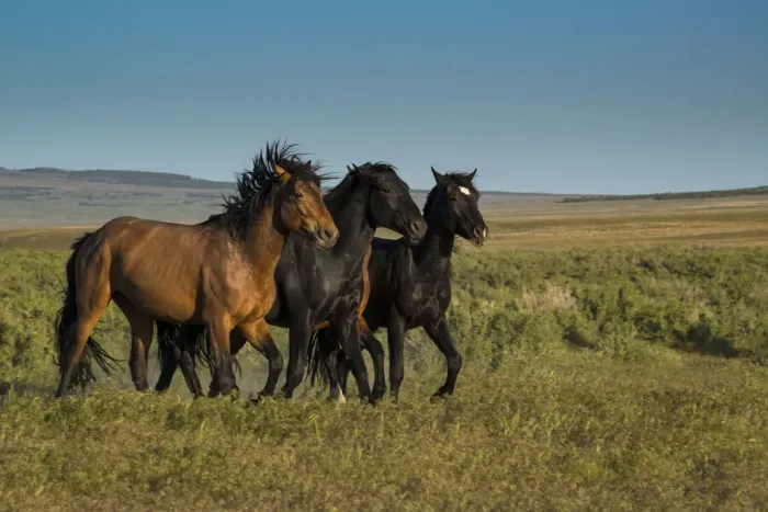 Framed Print : Wild stallions of Onaqui Herd graze along Pony Express Byway near Dugway Framed Print : Wild stallions of Onaqui Herd graze along Pony Express Byway near Dugway