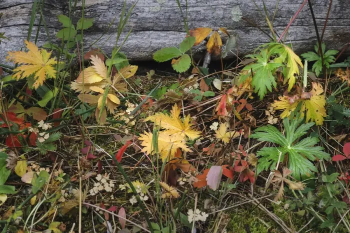 Framed Print : Wild strawberry on forest floor in autumn, Yellowstone National Park, Wyoming Framed Print : Wild strawberry on forest floor in autumn, Yellowstone National Park, Wyoming