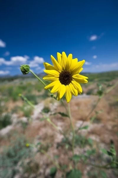 A wild sunflower stands above the southwest Utah desert under a lightly cloudy blue sky