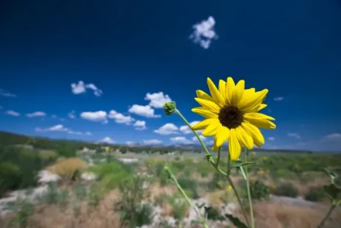 Framed Print : A wild sunflower stands above the southwest Utah desert under a lightly cloudy blue sky Framed Print : A wild sunflower stands above the southwest Utah desert under a lightly cloudy blue sky
