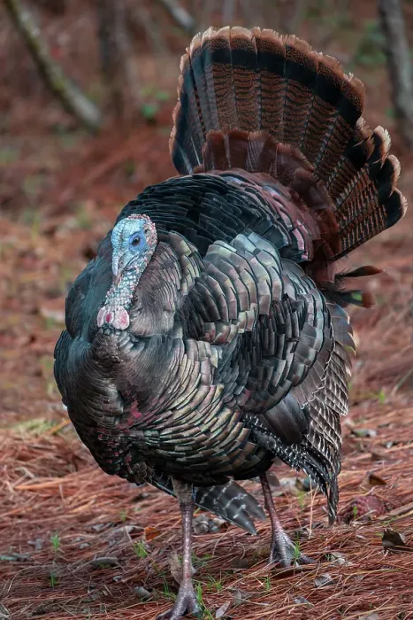 Framed Print : Wild turkey
