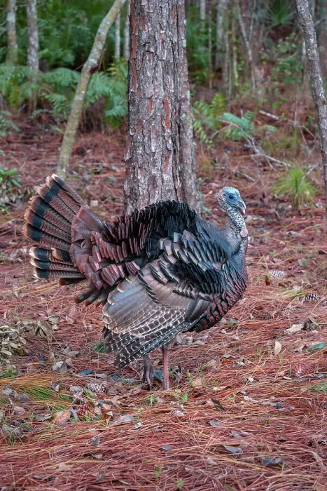 Framed Print : Wild turkey