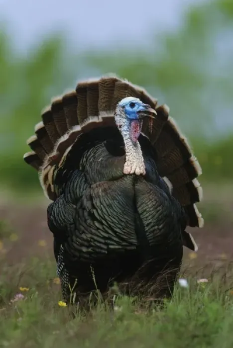 Framed Print : Wild Turkey, Meleagris gallopavo, male displaying, Lake Corpus Christi, Texas, USA, April