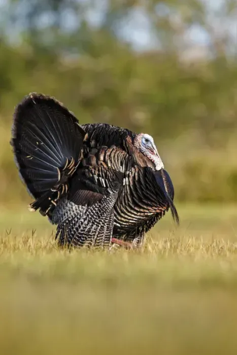 Framed Print : Wild Turkey (Meleagris gallopavo) male strutting