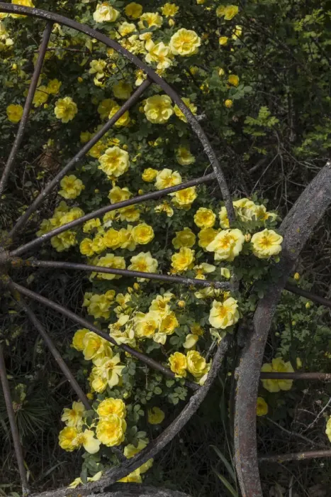 Framed Print : Wild yellow roses around old metal wagon wheel, Palouse region of eastern Washington Framed Print : Wild yellow roses around old metal wagon wheel, Palouse region of eastern Washington