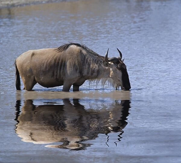 Wildebeest, Connochaetes taurinus, drinking and reflection, Tarangire National Park
