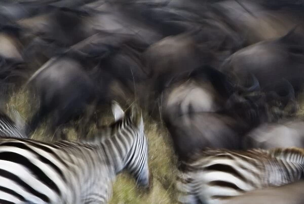 Wildebeest, Connochaetes taurinus, and Burchells Zebras, Equus burchellii, in motion