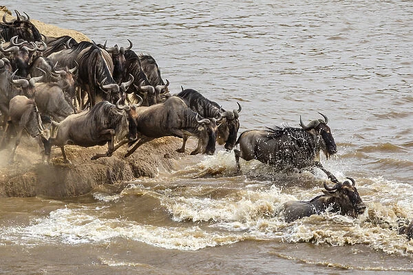 Wildebeest or gnu herd crossing Mara River in late summer, Masai Mara, Kenya, Africa