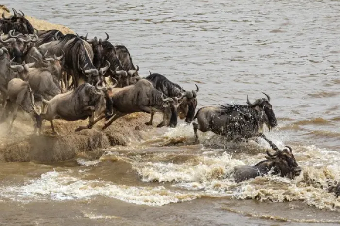 Framed Print : Wildebeest or gnu herd crossing Mara River in late summer, Masai Mara, Kenya, Africa