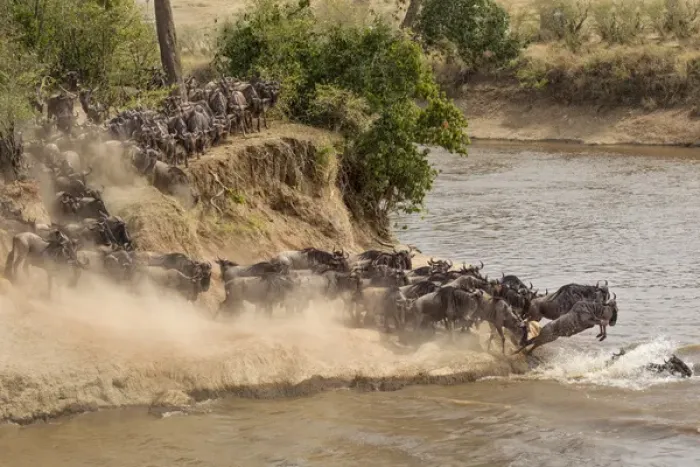 Framed Print : Wildebeest or gnu herd crossing Mara River in late summer, Masai Mara, Kenya, Africa Framed Print : Wildebeest or gnu herd crossing Mara River in late summer, Masai Mara, Kenya, Africa