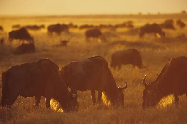 Wildebeest grazing at sunset, Msai Mara, Kenya