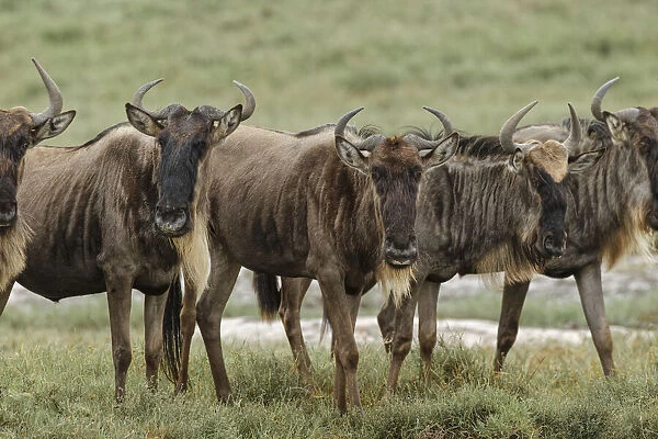 Wildebeest herd during migration, Serengeti National Park, Tanzania, Africa