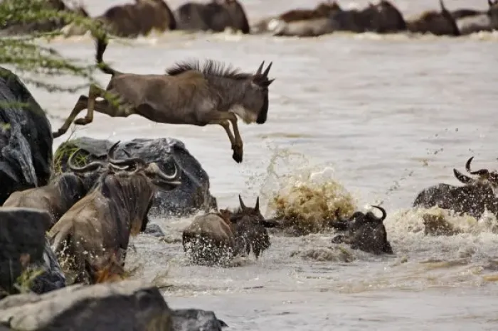 Framed Print : Wildebeest jumping Framed Print : Wildebeest jumping