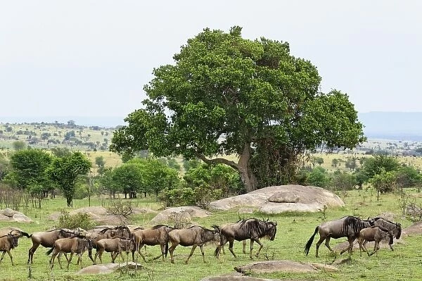 Wildebeest migrating, Serengeti National Park, Tanzania, Tanzania, Wildebeest, Connochaetes