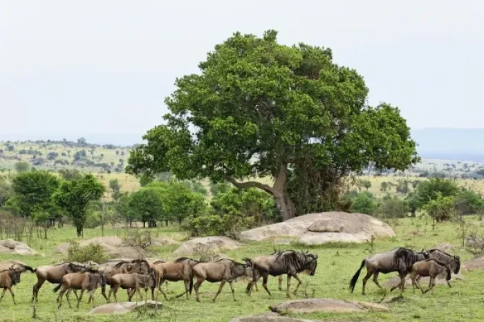 Framed Print : Wildebeest migrating, Serengeti National Park, Tanzania, Tanzania, Wildebeest, Connochaetes