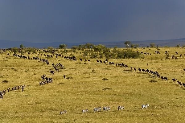 Wildebeest migration, Connochaetes taurinus, Masai Mara Game Reserve, Kenya