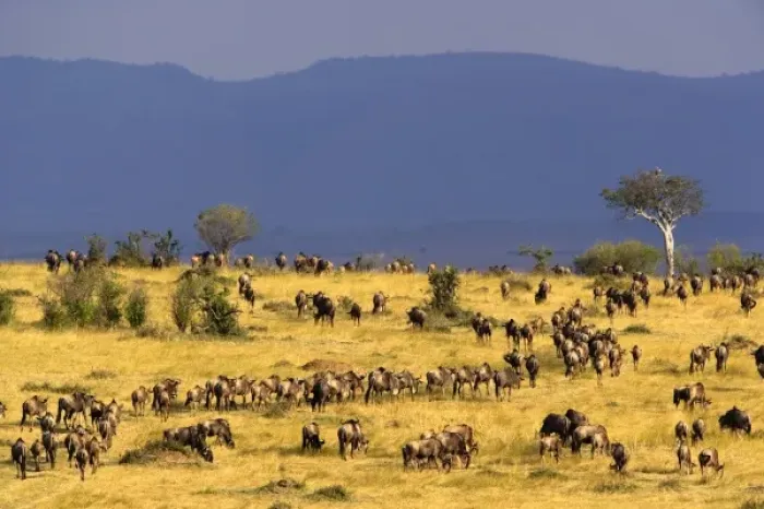 Framed Print : Wildebeest migration, Connochaetes taurinus, Masai Mara Game Reserve, Kenya Framed Print : Wildebeest migration, Connochaetes taurinus, Masai Mara Game Reserve, Kenya