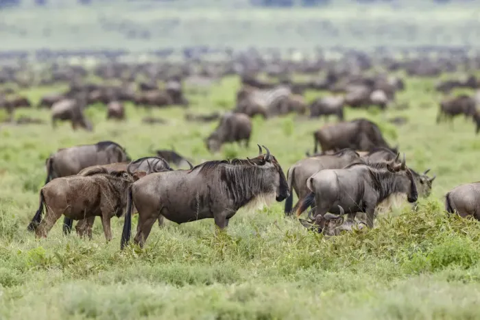 Framed Print : Wildebeest migration, Serengeti National Park, Tanzania, Africa Framed Print : Wildebeest migration, Serengeti National Park, Tanzania, Africa