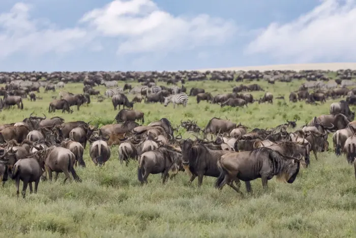 Framed Print : Wildebeest migration, Serengeti National Park, Tanzania, Africa Framed Print : Wildebeest migration, Serengeti National Park, Tanzania, Africa