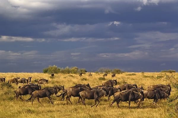 Wildebeest migration and storm clouds, Connochaetes taurinus, Masai Mara Game Reserve