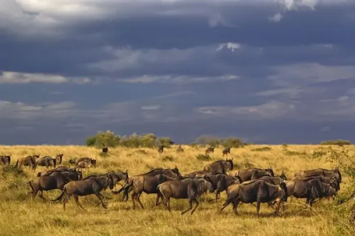 Framed Print : Wildebeest migration and storm clouds, Connochaetes taurinus, Masai Mara Game Reserve Framed Print : Wildebeest migration and storm clouds, Connochaetes taurinus, Masai Mara Game Reserve