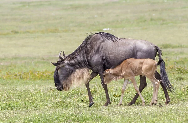 Wildebeest mother and newborn calf slowly walk, profile view, side by side, Ngorongoro