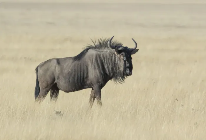 Framed Print : Wildebeest on the open pan Etosha National Park