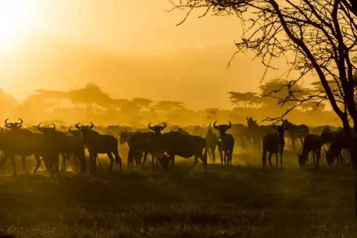 Framed Print : Wildebeests (Connochaetes taurinus) and zebras (Equus quagga) are silhouetted against