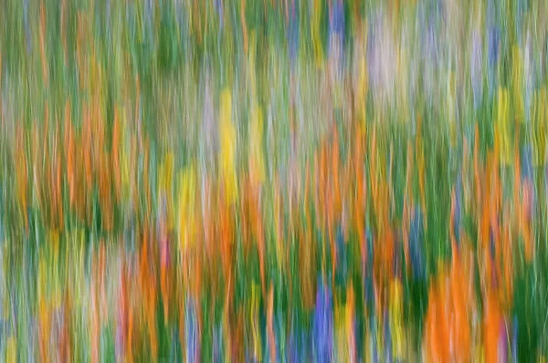 Wildflower abstract, Tehachapi Mountains, Angeles National Forest, California USA