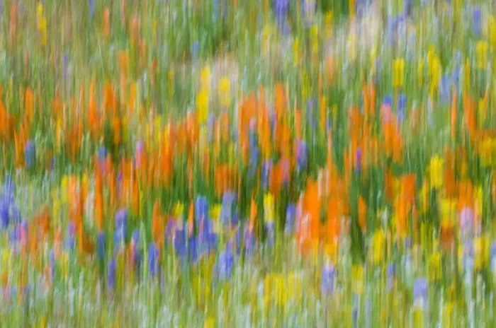 Framed Print : Wildflower abstract, Tehachapi Mountains, Angeles National Forest, California USA Framed Print : Wildflower abstract, Tehachapi Mountains, Angeles National Forest, California USA