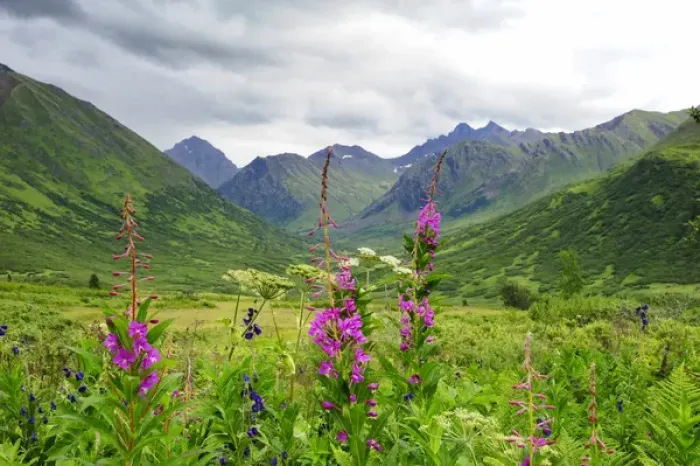 Framed Print : Wildflower front and center in this Alaskan valley, mountain landscape Framed Print : Wildflower front and center in this Alaskan valley, mountain landscape