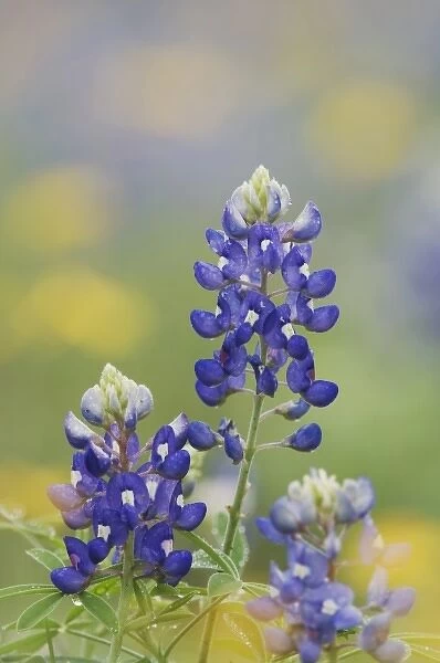 Wildflower field with Texas Bluebonnet (Lupinus texensis), Comal County, Hill Country